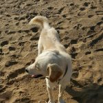 Alagadi Plajında Gönüllü Olarak Çöp Toplama Etkinliğinden Kareler